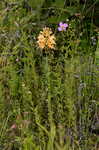 Yellow fringed orchid